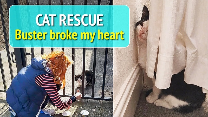 Cat Rescue The cat that broke my