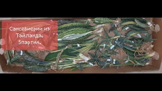 Тайские сансевиерии. Последняя поставка в этом году. видео от .