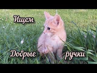 Помогите найти ДОБРЫЕ руки! Подобрали брошенку