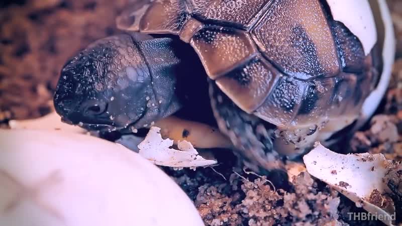 Eastern Hermanns tortoises (testudo hermanni