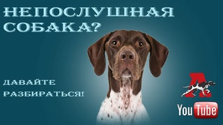 Как себя вести, если щенок не слушается
