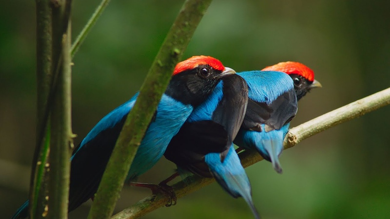 Manakin Birds have ALL Best Dance Moves, Seven Worlds, One Planet, BBC
