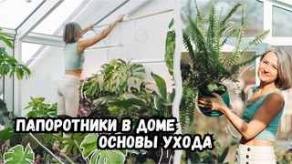 Папоротники в вашем доме | основы ухода за папоротниками