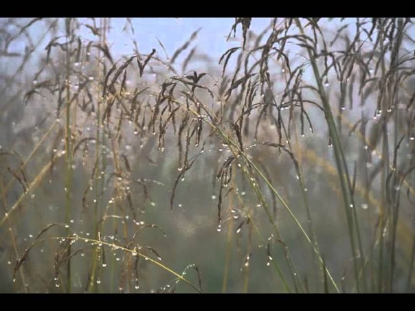 Alina Ivakh. Ukrainian folk song Letiv ptashok ponad brodom (Летiв