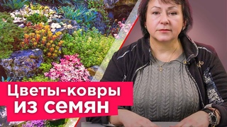 ХОТИТЕ КОВЕР ИЗ ЦВЕТОВ Просто посейте эти растения! Растут быстро и не требуют особого ухода!