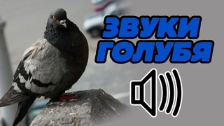 Звук голубя, какой звук издает голубь, курлыканье голубей