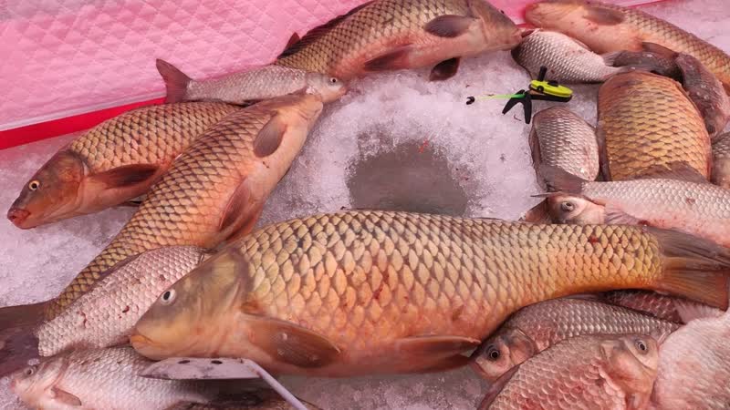 САЗАНЫ ЛУПЯТ НА МОРМЫШКУ, ЖОР КАРАСЯ Часть 2 Зимняя рыбалка