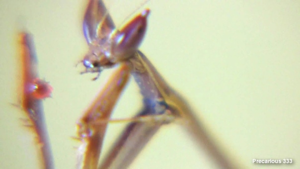 Heterochaeta L3 eats stink bug