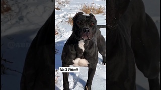 5 Bravest dogs that will face even wild beasts Part-2 #shorts