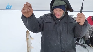 Суровые кемские мужики любят нежную корюшку