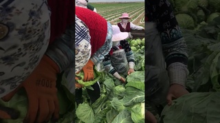 Капуста Рапидион F1. #овощи #агроном #семенаовощей #cabbage #капуста #перец #gherkin #seeds