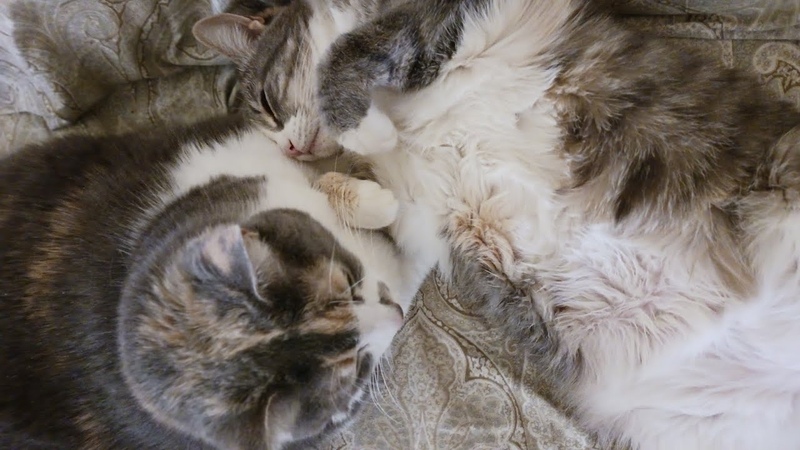 Bonya and Stella taking care of each other (full