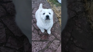 Маленький воображуля #alabaydog #family #милота #щенки #охраннаясобака #centralasianshepherddog