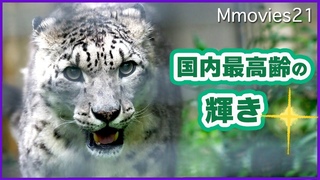 21 Japan's oldest Snow Leopard Liebe