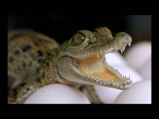звук детеныша крокодила, the sound of a baby crocodile, ,