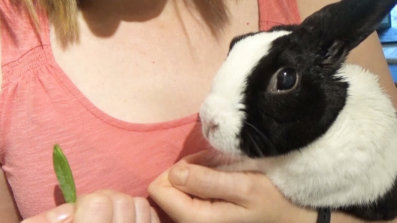 Rabbit tries a pea for the first