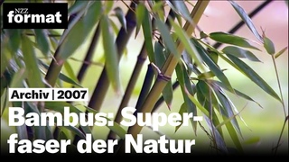 Bambus