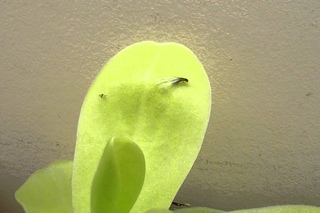 Pinguicula Gigantea x Inseto