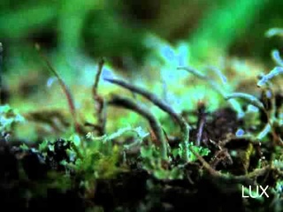 Ben Rivers: Происхождение видов / Origin Of The Species (2008)