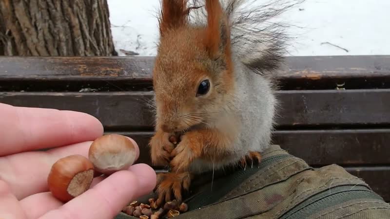 Белка без комплексов, Squirrel without