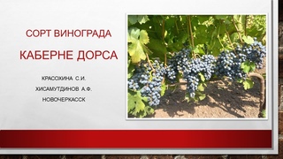 Красный технический сорт винограда Каберне дорса@Светлана Красохина
