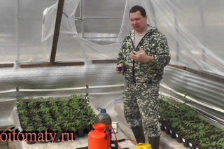 Удобный способ полива и подкормки рассады