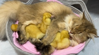 The kitten sincerely invites the little duck to sleep with him! So cute and funny!Amazing animals