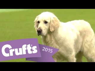 Gundog Display with Philippa Williams | Crufts 2015