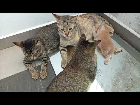 Time Machine Cats Longest Daily Cats Story, today kitten are 162 and 20 days