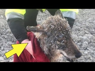 РАБОЧИЕ СПАСЛИ СОБАКУ ИЗ РЕКИ, НЕ ДОГАДЫВАЯСЬ, ЧТО ЭТО ВОЛК