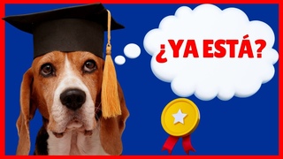 🔴 ¿Cuántas SESIONES 🤔 se necesitan para ADIESTRAR a un PERRO? ▶▶▶ Los 5 TIPS MÁS  EFECTIVOS  🐾