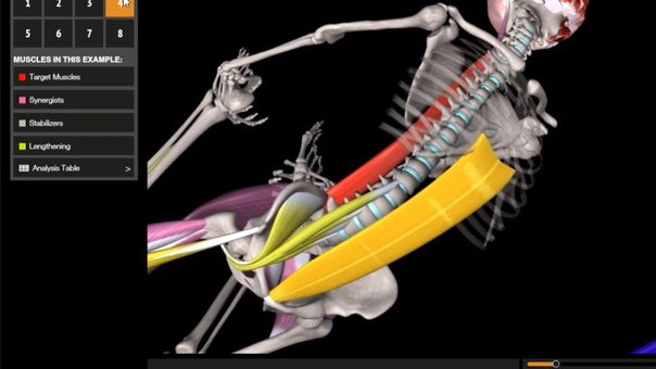 Muscle Motion Posture, Yoga