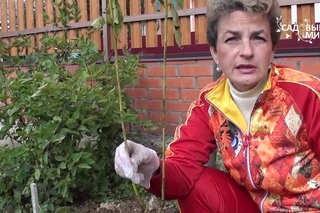 Как освоить запущенный участок  Посадка флоксов. Сайт “Садовый мир“
