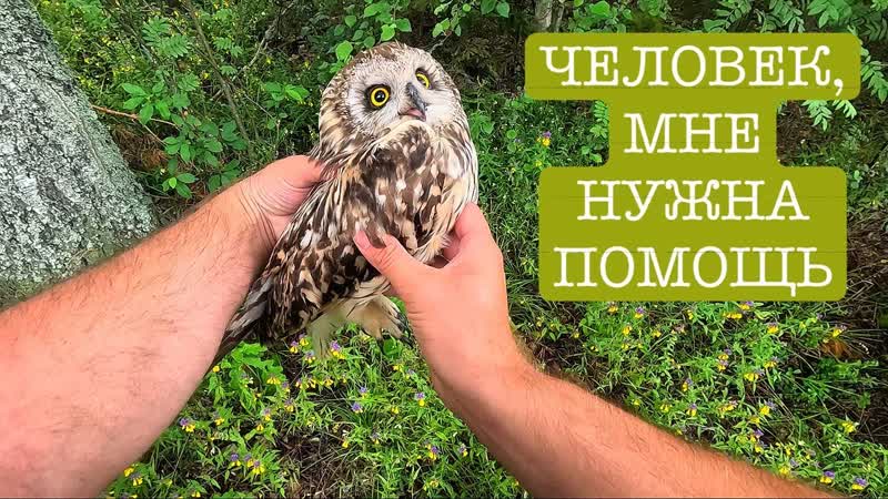 ПОЧЕМУ МЫ ЗАБРАЛИ СОВУ ИЗ ЛЕСА И УВЕЗЛИ К