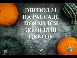 Эпизод 31: На рассаде появился женский цветок