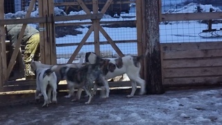 Детки из помета “Ф“ недружелюбно встретили новеньких алиментных щенков 🐕