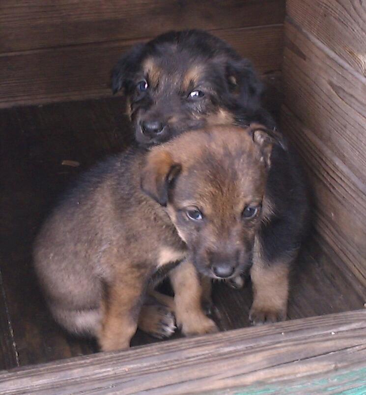 Михаил Калашник | Киев