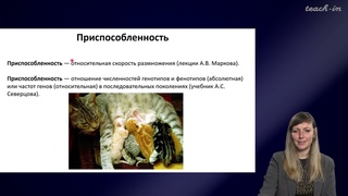 Шурупова Яна Андреевна - Теория эволюции - 5. Естественный отбор и борьба за существование