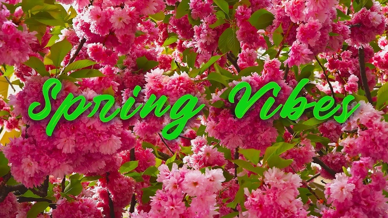 Spring Vibes