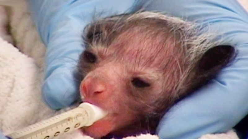 Encouraging A New Born Aye Aye To Feed, Natures Miracle Babies, BBC