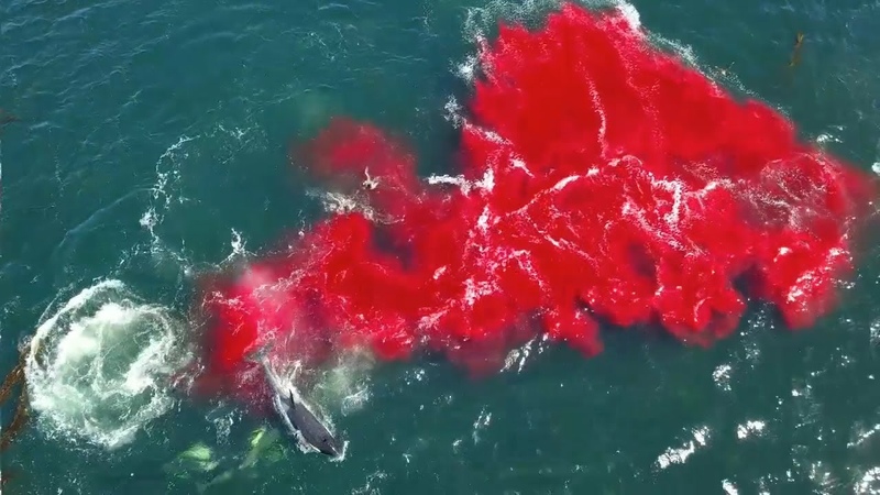 Bloody killer whale predation on female elephant