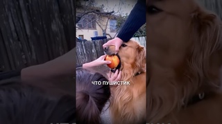 Пушистый воришка 😂 #истории #история #новости #новость #shorts