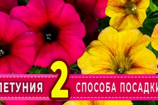 Сажаем петуньи.Два способа посадки-теплый и холодный.