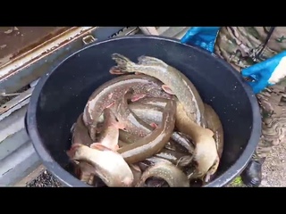 Зарыбление Щукой г.