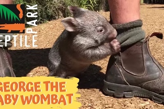 George the baby wombat