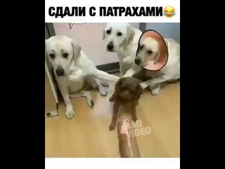 #СДАЛИ С ПАТРАХАМИ!  #coub,  #смеятьсяразрешается #приколы #анимеприколы #twitchfm #твичфм #твичру
