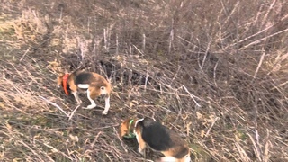 Skyview’s EZ & Abby Back At Northern WV Beagle Club