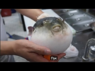 Рыба фугу ест морковь, но включены субтитры