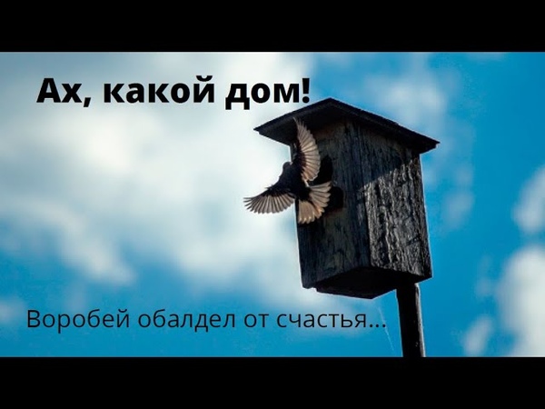 уДачные соседи. Воробьи заняли скворечник. Our Cute
