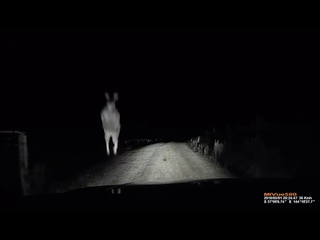 Damn Kangaroo